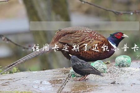 信用卡逾期了还能办普卡么 信用卡逾期了还能办普卡么