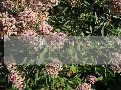信用卡逾期了还能去香港吗 信用卡逾期了还能去香港吗