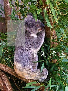 信用卡逾期了还能取出钱来吗 信用卡逾期了还能取出钱来吗