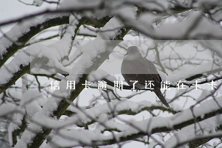 信用卡逾期了还能在卡卡贷借钱吗