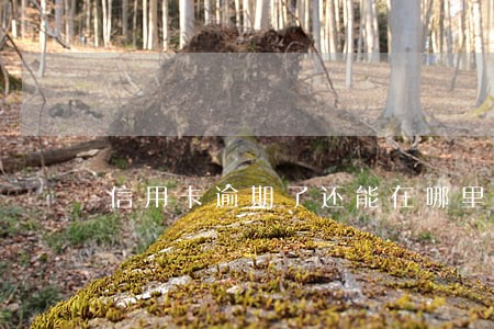 信用卡逾期了还能在哪里借钱