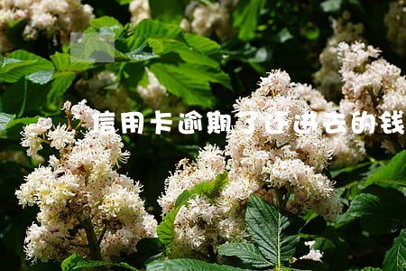 信用卡逾期了还进去的钱是本金 信用卡逾期了还进去的钱是本金