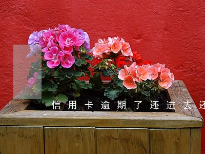 信用卡逾期了还进去还能取吗