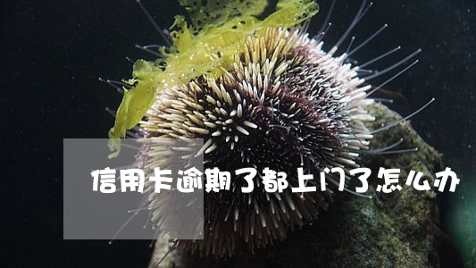 信用卡逾期了都上门了怎么办