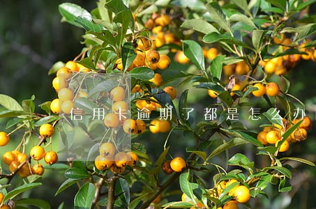信用卡逾期了都是怎么办的 信用卡逾期了都是怎么办的
