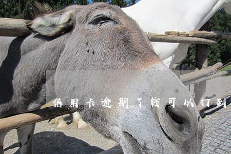信用卡逾期了钱可以打到银行卡 信用卡逾期了钱可以打到银行卡