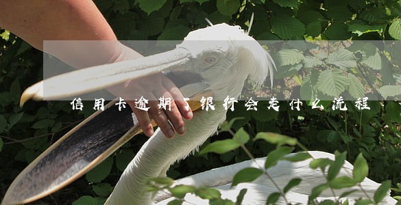 信用卡逾期了银行会走什么流程 信用卡逾期了银行会走什么流程