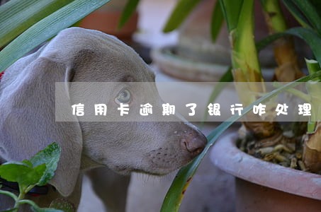信用卡逾期了银行咋处理