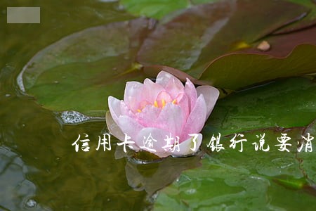 信用卡逾期了银行说要消费凭证 信用卡逾期了银行说要消费凭证