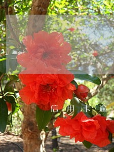 信用卡逾期了销户影响信用吗 信用卡逾期了销户影响信用吗
