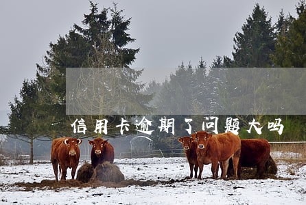 信用卡逾期了问题大吗