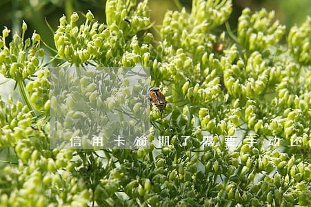 信用卡逾期了需要手动还款吗