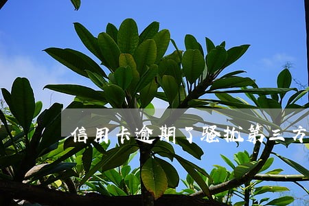信用卡逾期了骚扰第三方怎么办 信用卡逾期了骚扰第三方怎么办