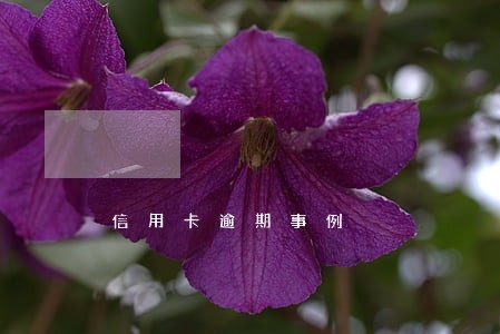 信用卡逾期事例 信用卡逾期事例