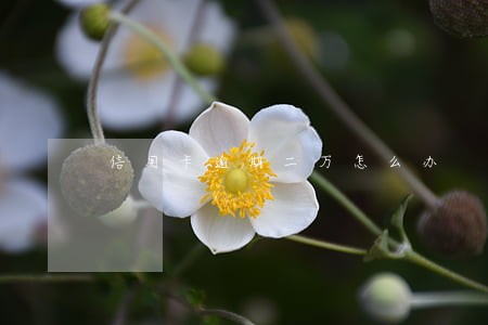 信用卡逾期二万怎么办