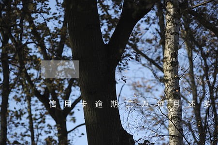 信用卡逾期二万每月还多少钱