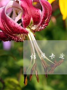 信用卡逾期二个月还款后果 信用卡逾期二个月还款后果