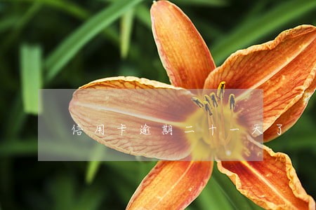 信用卡逾期二十一天了 信用卡逾期二十一天了