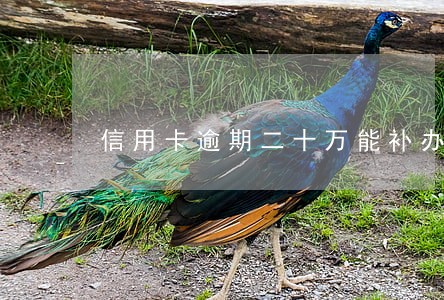 信用卡逾期二十万能补办身份证