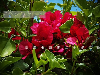 信用卡逾期二十多次洗白 信用卡逾期二十多次洗白