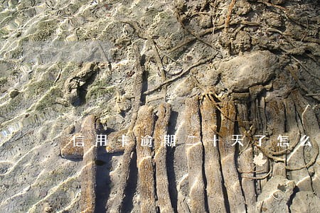 信用卡逾期二十天了怎么办
