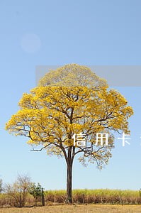 信用卡逾期二十次上征信