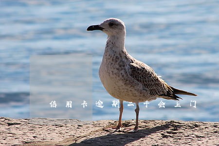 信用卡逾期二千会上门 信用卡逾期二千会上门