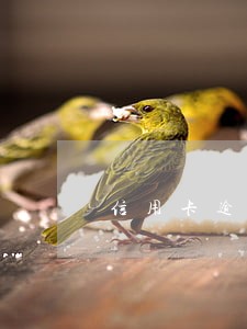 信用卡逾期二千块会判刑吗 信用卡逾期二千块会判刑吗
