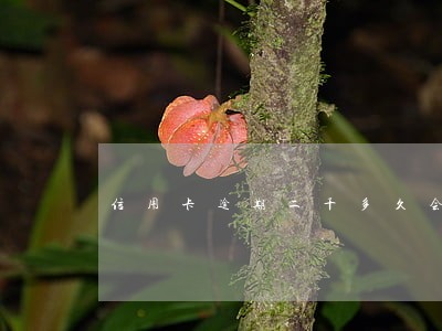 信用卡逾期二千多久会被起诉 信用卡逾期二千多久会被起诉