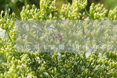 信用卡逾期二年卡用不了怎么还钱