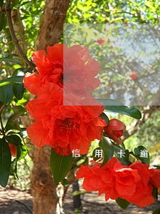 信用卡逾期二年无力偿还 信用卡逾期二年无力偿还