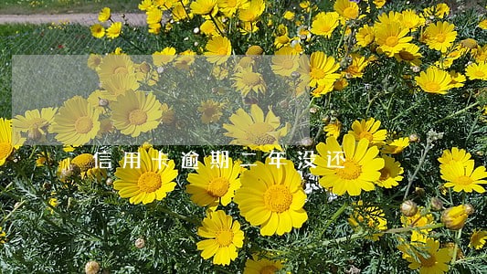 信用卡逾期二年没还 信用卡逾期二年没还
