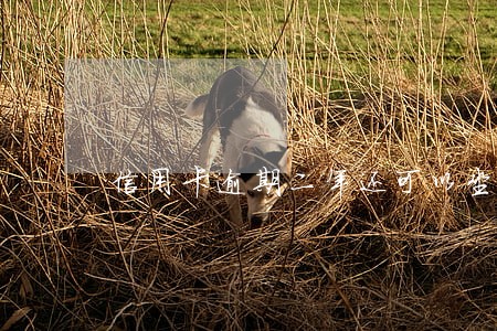 信用卡逾期二年还可以坐高铁吗 信用卡逾期二年还可以坐高铁吗