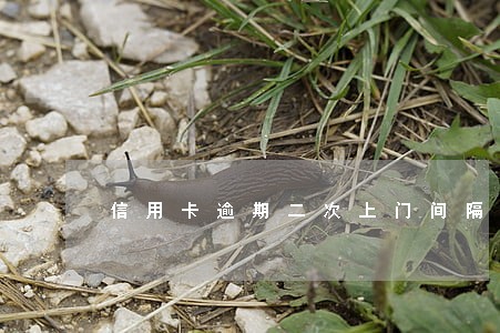 信用卡逾期二次上门间隔多久 信用卡逾期二次上门间隔多久