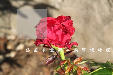 信用卡逾期二次审核处理 信用卡逾期二次审核处理