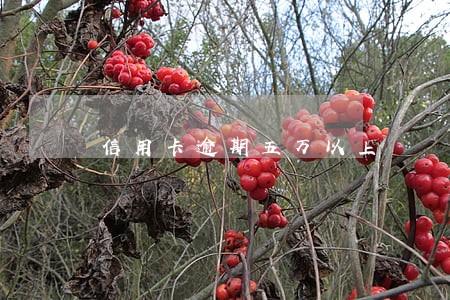 信用卡逾期五万以上 信用卡逾期五万以上