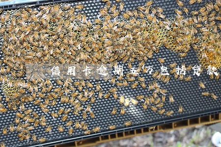 信用卡逾期五万包括贷款么 信用卡逾期五万包括贷款么