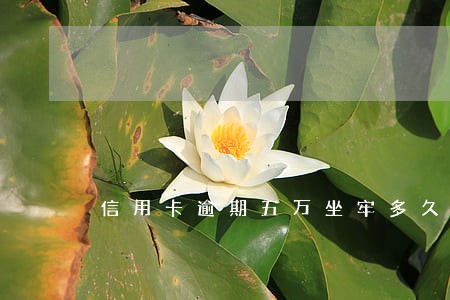 信用卡逾期五万坐牢多久