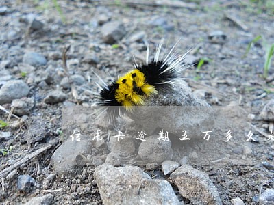 信用卡逾期五万多久起诉 信用卡逾期五万多久起诉