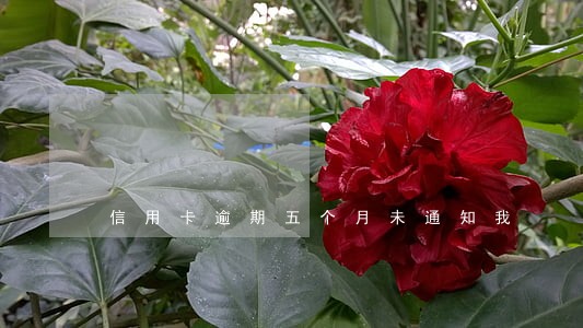 信用卡逾期五个月未通知我 信用卡逾期五个月未通知我