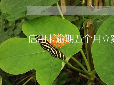 信用卡逾期五个月立案