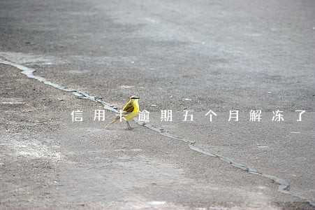 信用卡逾期五个月解冻了 信用卡逾期五个月解冻了