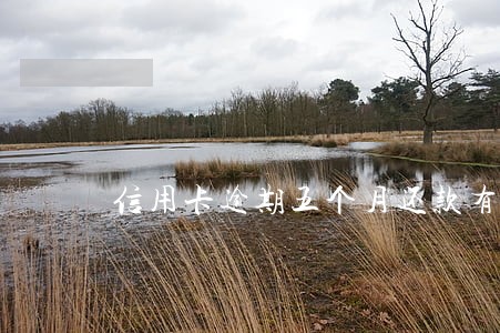 信用卡逾期五个月还款有什么影响