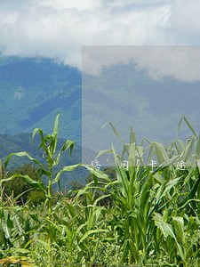 信用卡逾期五六年影响房贷吗 信用卡逾期五六年影响房贷吗