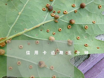 信用卡逾期五分钟 信用卡逾期五分钟