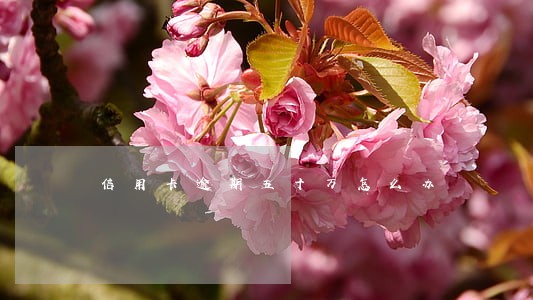 信用卡逾期五十万怎么办 信用卡逾期五十万怎么办