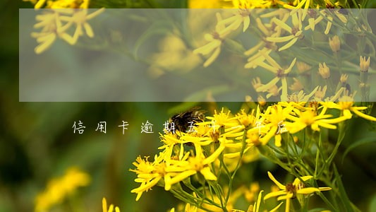 信用卡逾期五千一年后