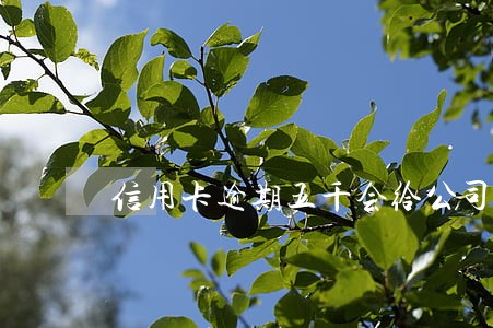 信用卡逾期五千会给公司打电话吗 信用卡逾期五千会给公司打电话吗