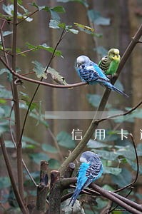 信用卡逾期五天会上征信报告