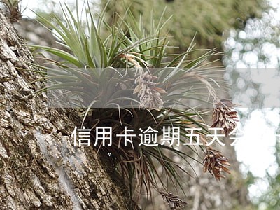 信用卡逾期五天会锁卡吗